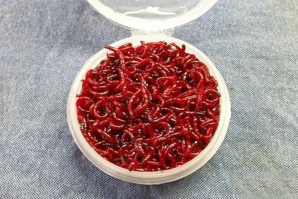 红虫养殖加盟费