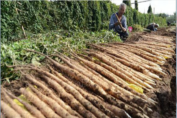 山药种植加盟费