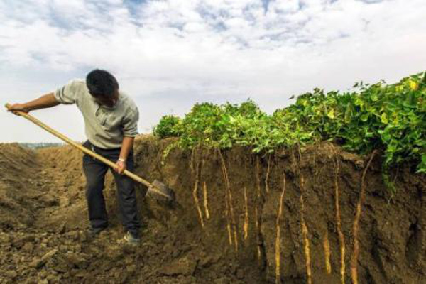 山药种植加盟费