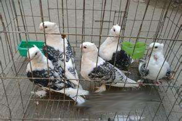 肉食鸽子养殖加盟费