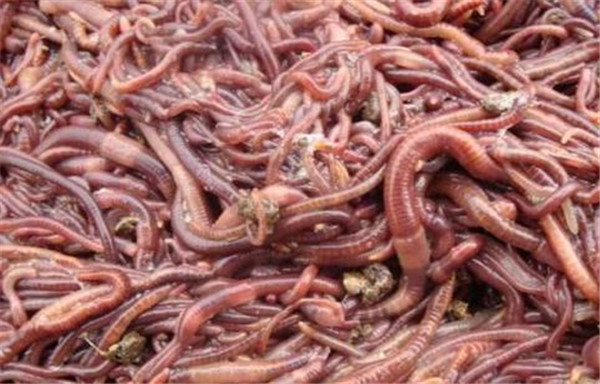 刘军蚯蚓养殖加盟店
