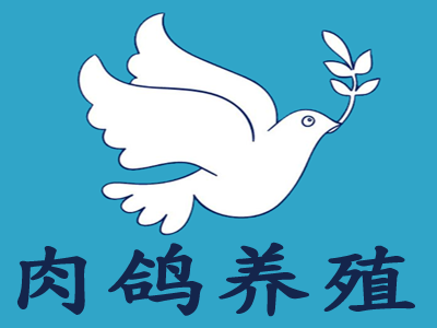 肉鸽养殖加盟费