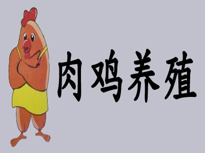 肉鸡养殖