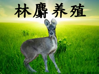 林麝养殖加盟费