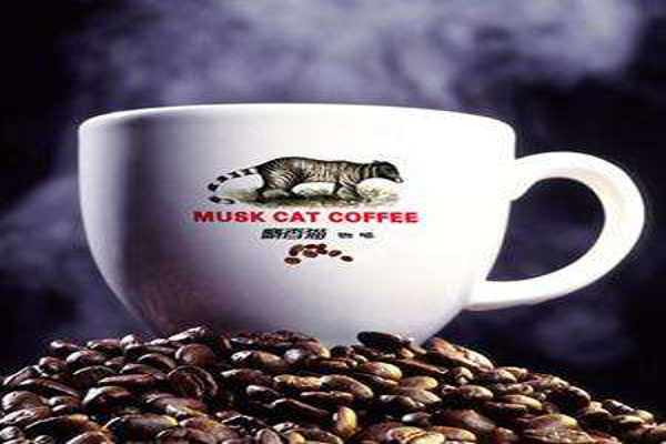 猫屎咖啡加盟