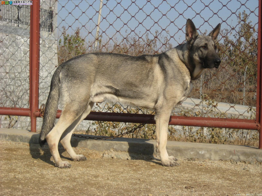 肉狗养殖加盟费