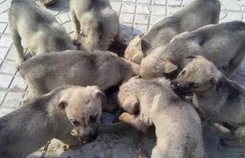 肉狗养殖加盟费