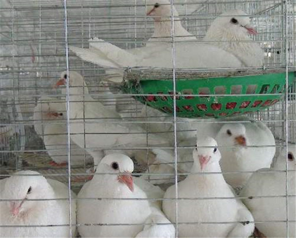 肉鸽养殖