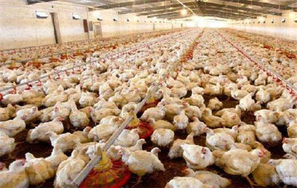 肉鸡养殖