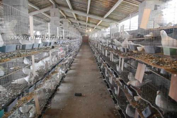 鸽子养殖加盟费