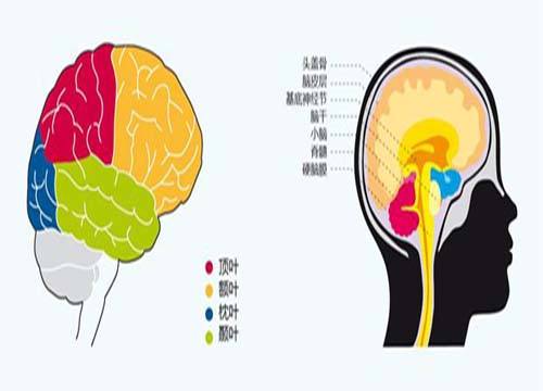 妙学巧记全脑教育加盟费
