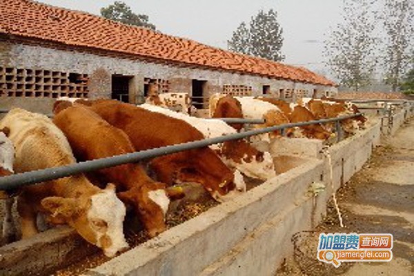 牛养殖加盟