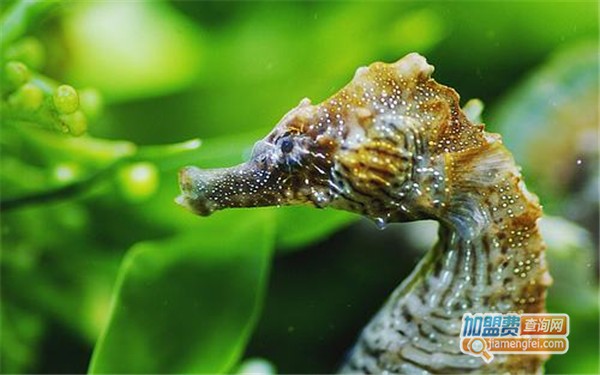 海马养殖加盟店