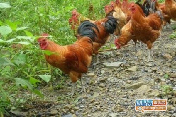跑山鸡养殖加盟费，查看跑山鸡养殖加盟费详情！