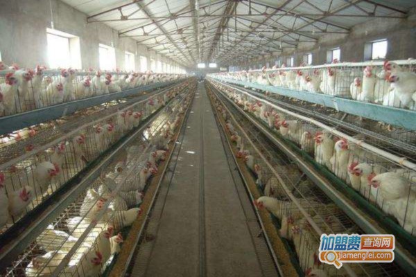 正大养鸡加盟费