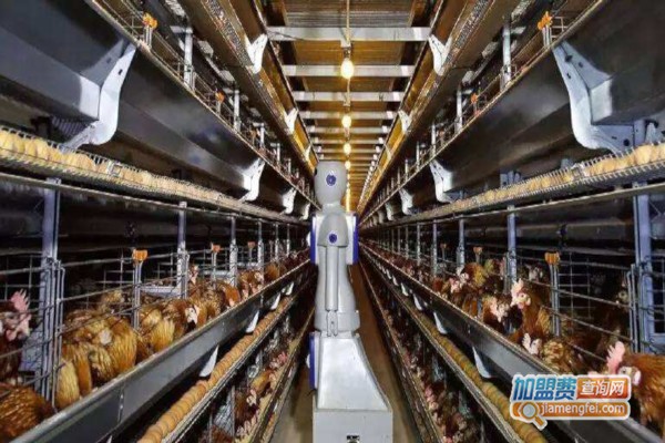 正大养鸡加盟费