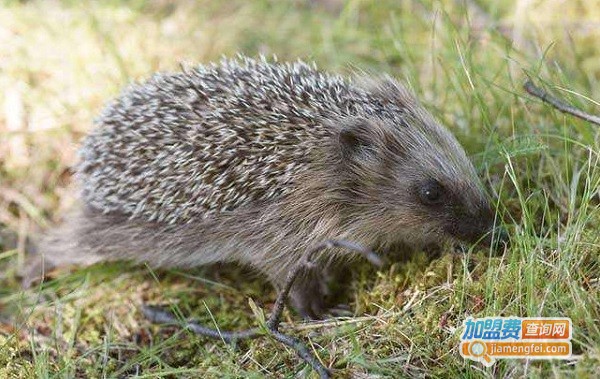 刺猬养殖加盟费