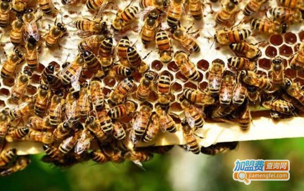 蜜蜂养殖