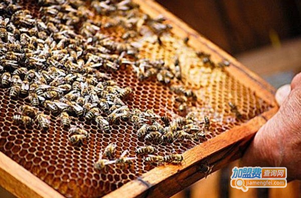蜜蜂养殖