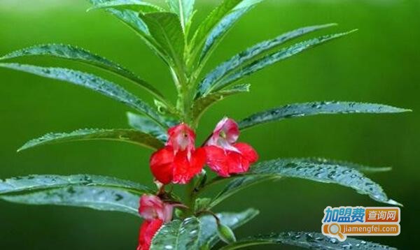 植物缘养发加盟店