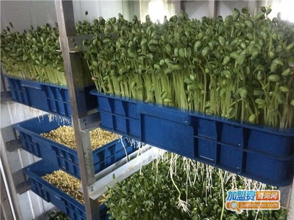 芽苗菜生产加盟_看芽苗菜生产加盟的详细策略！