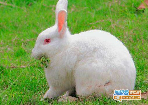 康大兔业养殖加盟店