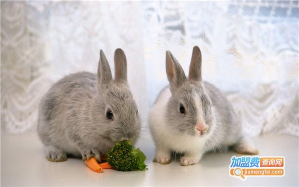 康大兔业养殖加盟店