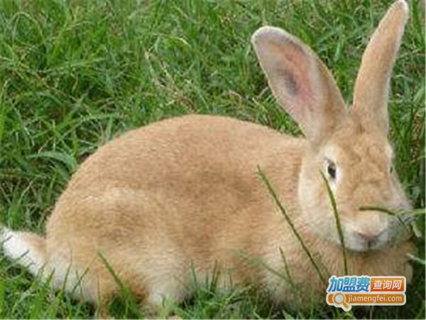 康大兔业养殖加盟店