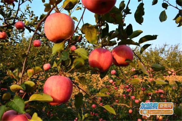 优果丰汇加盟费