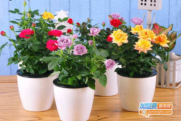 植物花卉店加盟费