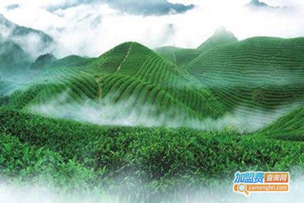 高山茶叶加盟费