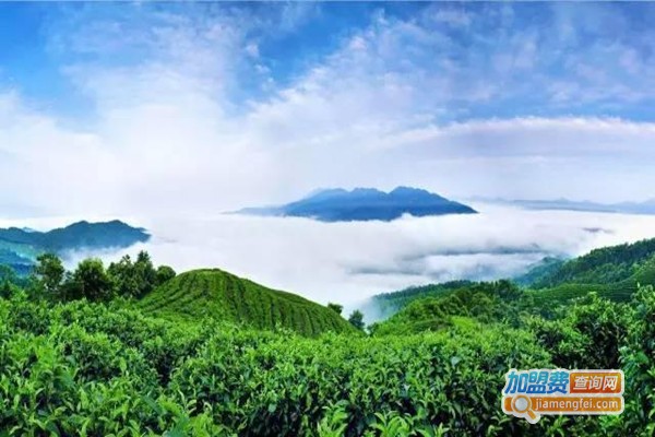 高山茶叶加盟费