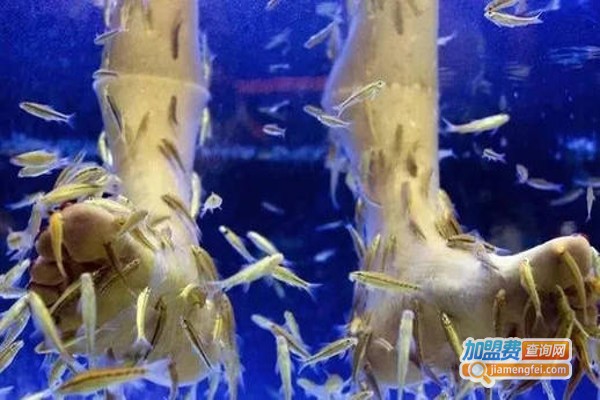 小鱼泡脚加盟费