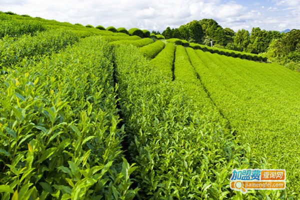 畲家雾峰茶业加盟费