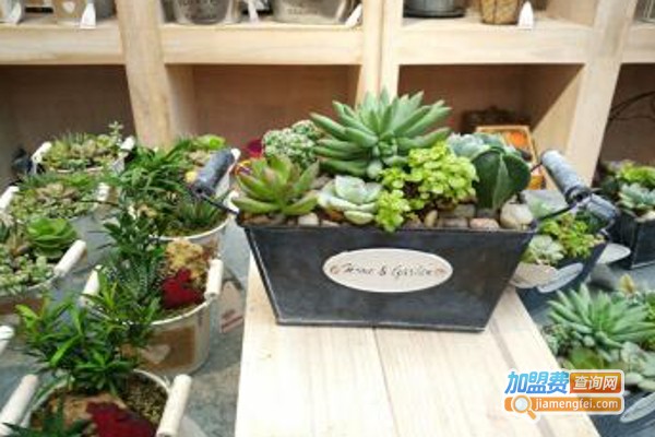 多肉花店