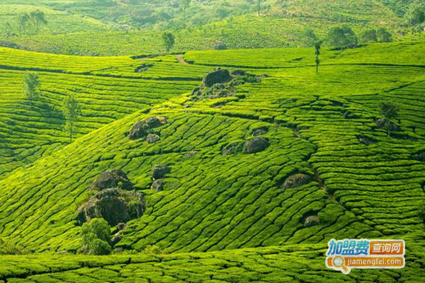 鼎元茶业加盟费