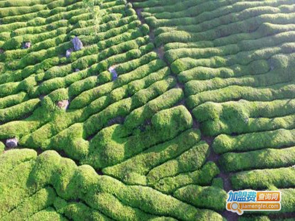 松萝有机加盟店