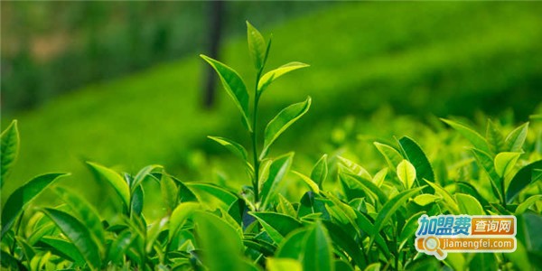 通天红茶叶加盟费