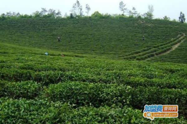 双园茶业加盟费