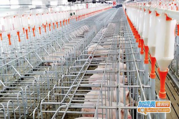 湘顺特种野猪养殖加盟费