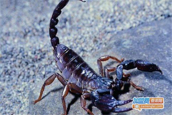 中华蝎王养殖加盟费