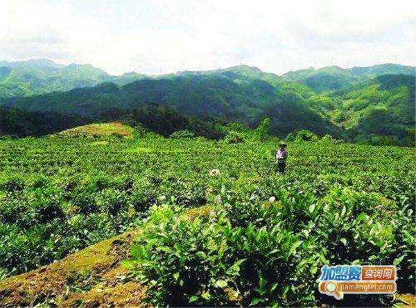 杜丘茶业加盟费