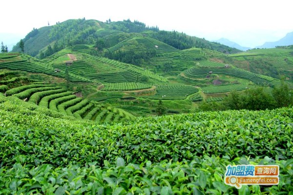 丰乐湖茶叶加盟费