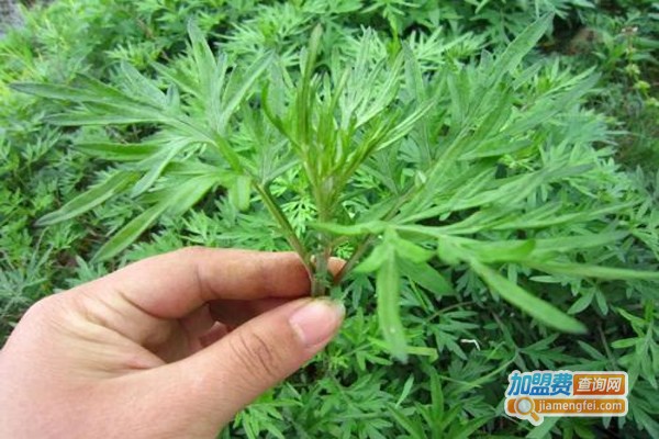 一根艾草养生馆加盟费