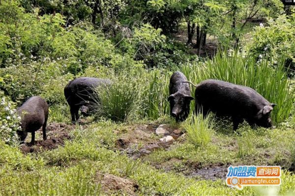 天楮生态草猪加盟费