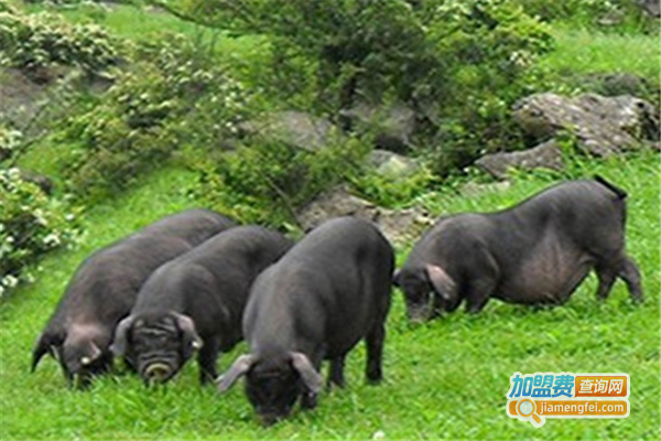 天楮生态草猪加盟费