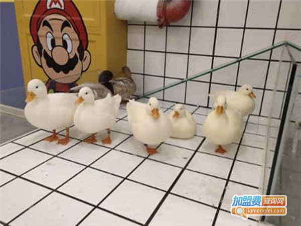 小花家柯尔鸭公社加盟门店