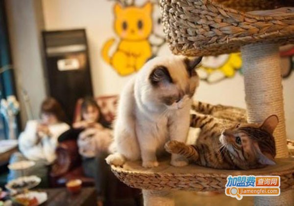 宠物主题咖啡厅加盟费