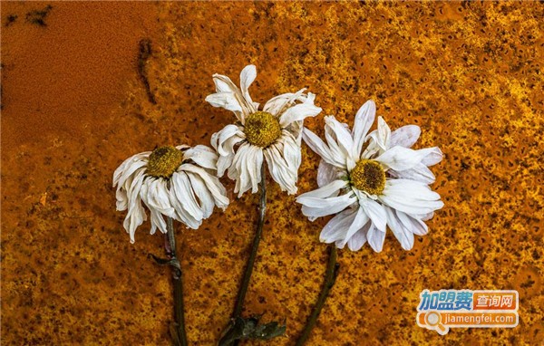 花贝装饰画加盟费