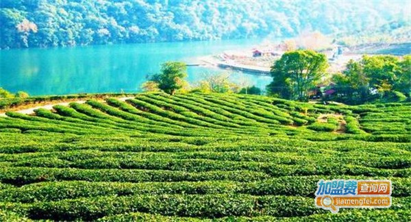 富硒茶叶加盟费